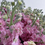 19 малиновых маттиол фото 2